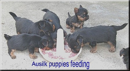 Picture Feeding puppies
