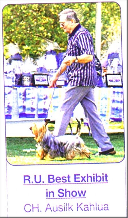 Silk Terrier-CH.Ausilk Kahlua-0