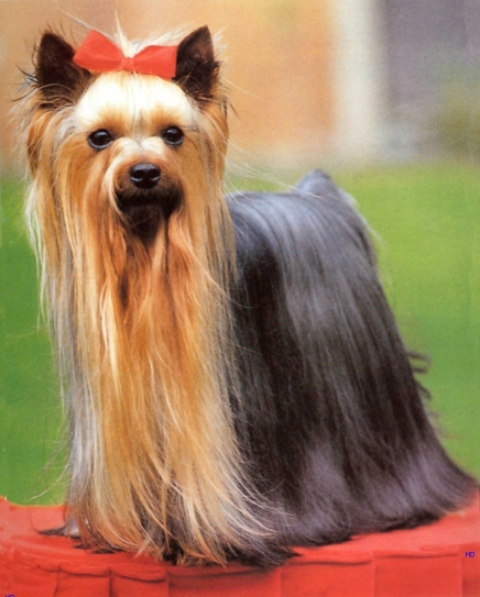 Nicely groomed Yorkshire Terrier Nicely groomed Yorkshire Terrier-0
