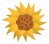 Sunflower button-6