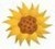 Sunflower - icon-0222