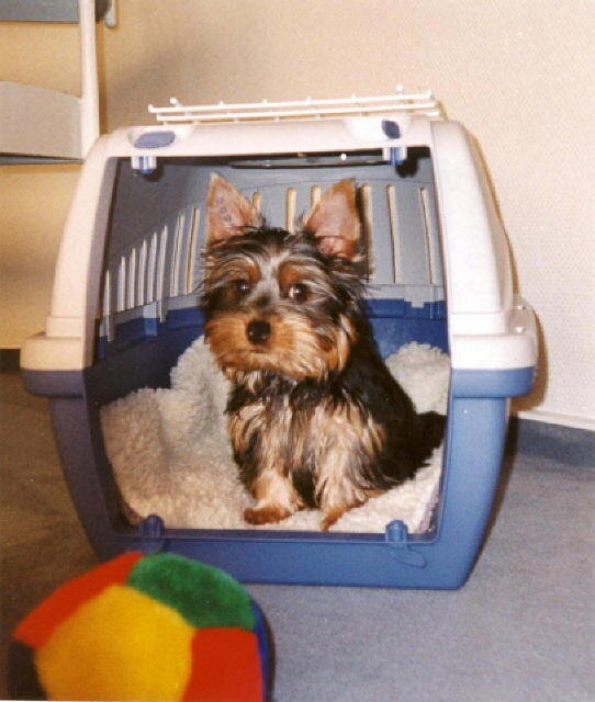 Puppy in Boxes  Puppy in Boxes safely