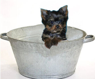 Bathing Yorkie Bathing Yorkie=00