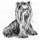 B W - Yorkshire Terrier Zeichnung