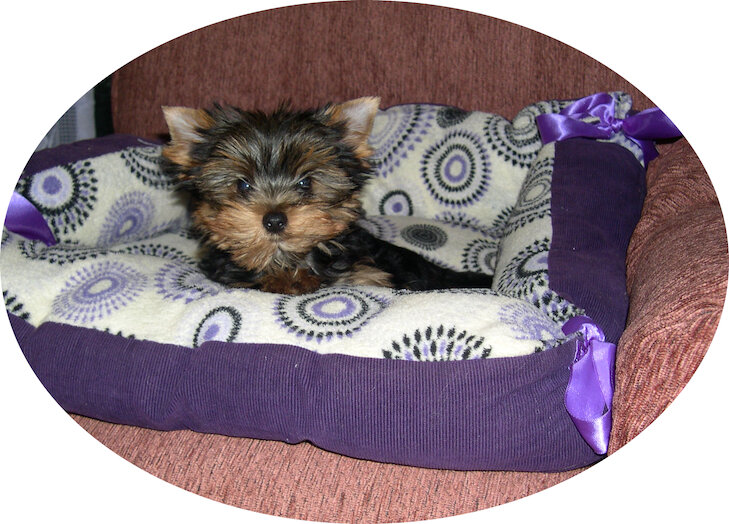Icon Yorkshire Terrier Liter Box
