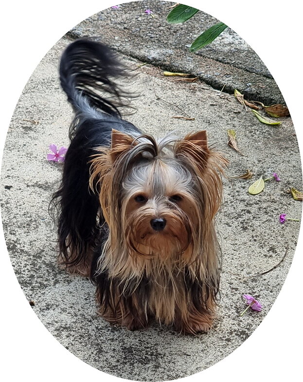 I am a Ausilk- Yorkshire Terrier<br />Looking natural, playing at home in my Garden