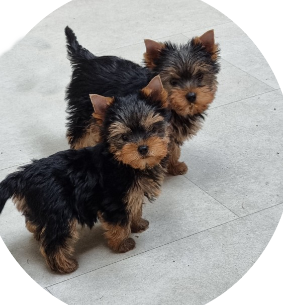 Two Ausilk Yorkshire Terrier puppies
